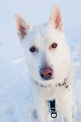 Image showing Portrait of a white dog in winter in a wood