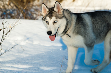 Image showing Portrait of a dog in winter in a wood