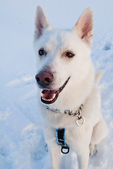 Image showing Portrait of a white dog in winter in a wood