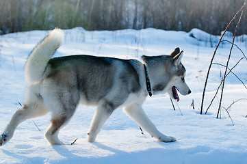 Image showing  dog in winter in a wood