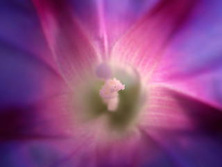 Image showing within a flower