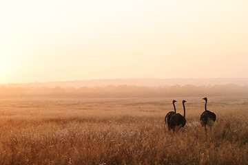 Image showing Three Ostriches