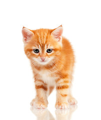 Image showing Red kitten