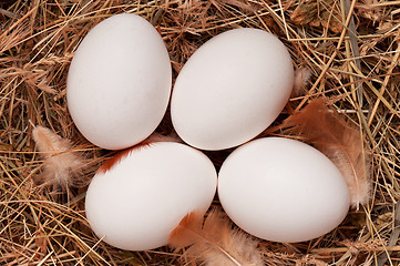 Image showing Eggs in nest