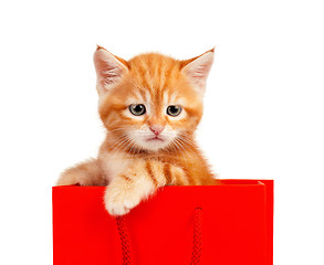 Image showing Red kitten