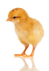 Image showing Little chicken