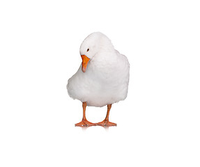 Image showing Domestic goose