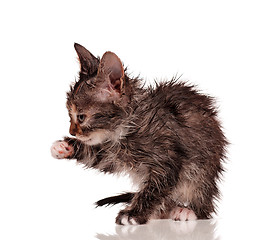 Image showing Wet kitten