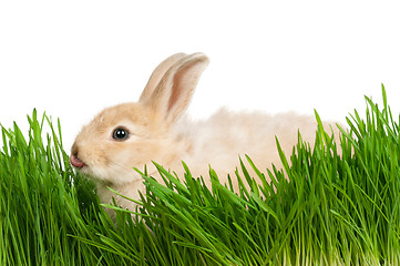 Image showing Rabbit in grass