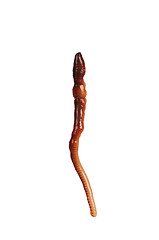 Image showing Earthworm