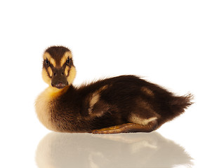 Image showing Domestic duckling