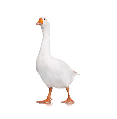 Image showing Domestic goose