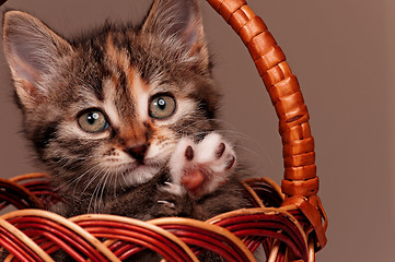 Image showing Cute kitten