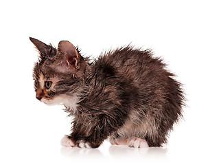 Image showing Wet kitten