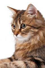 Image showing Portrait of cat