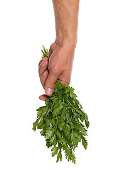 Image showing Hand with parsley