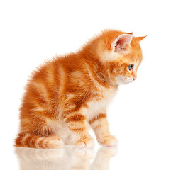 Image showing Red kitten