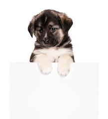 Image showing Puppy with paper