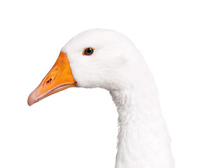 Image showing Domestic goose