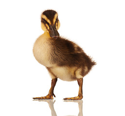 Image showing Domestic duckling