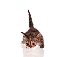 Image showing Wet kitten