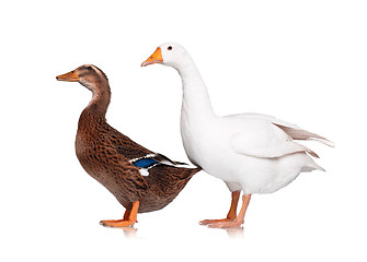 Image showing Duck and goose