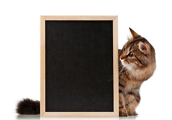 Image showing Cat with blackboard