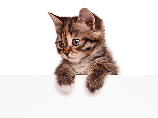 Image showing Cute kitten