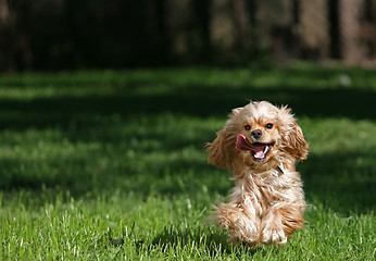 Image showing Cocker spaniel