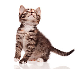 Image showing Cute kitten