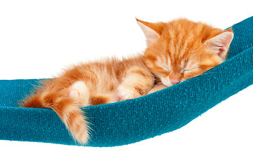 Image showing Red kitten