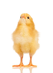 Image showing Little chicken