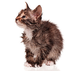 Image showing Wet kitten