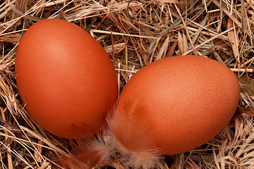 Image showing Eggs in nest