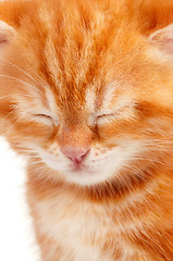 Image showing Red kitten