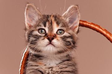 Image showing Cute kitten