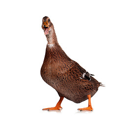 Image showing Domestic duck