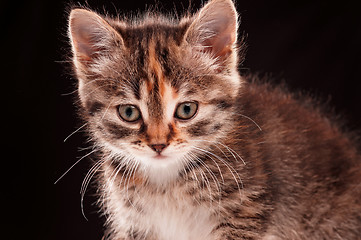 Image showing Cute kitten