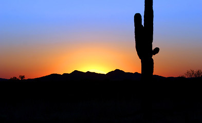 Image showing Saguaro