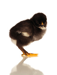 Image showing Little chicken