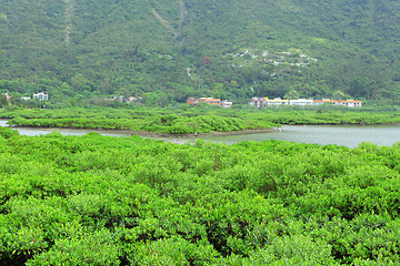 Image showing Red Mangrove wood in Hong Kong , Tai o