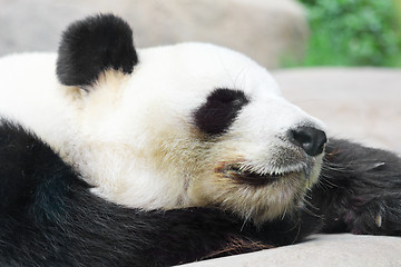 Image showing Sleeping Panda