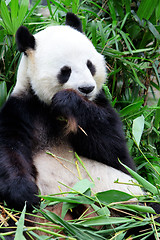 Image showing Giant panda eating bamboo