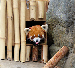 Image showing red panda