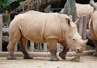 Image showing rhino