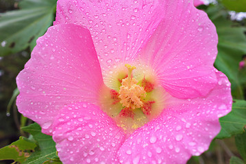 Image showing pink flower with waterdrop