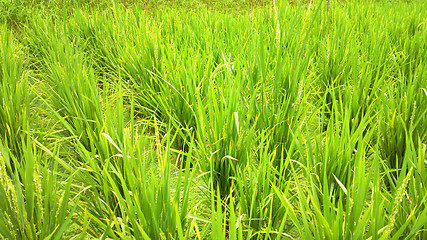 Image showing rice field