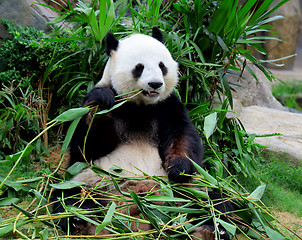 Image showing Giant panda eating bamboo