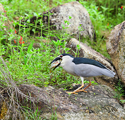 Image showing bird eating fish