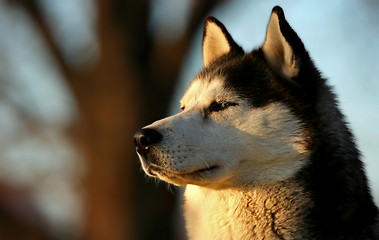 Image showing Husky